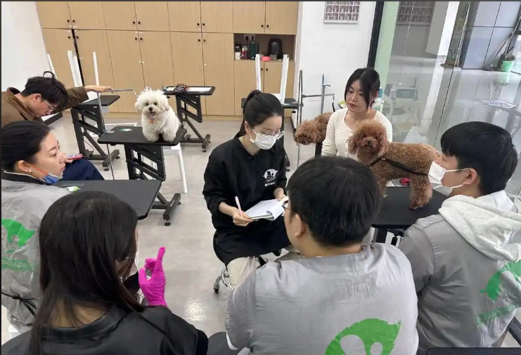 湖州市宠物美容宠物美容培训学校 - 排名